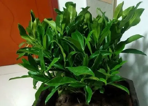 植物常识问题|非洲茉莉适合室内还是室外 非洲茉莉适合在室外养吗