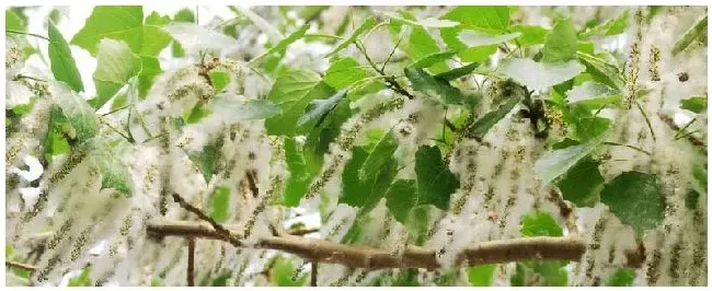 如何治理杨树絮的危害 | 科普知识