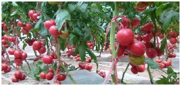 越夏西红柿种植时间 | 三农问答