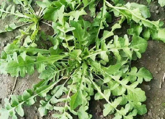 植物常识问题|野菜品种