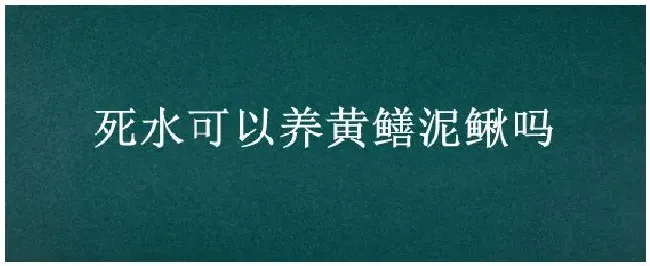 死水可以养黄鳝泥鳅吗 | 三农答疑