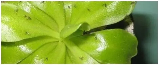 小黑飞怕什么植物 | 科普知识