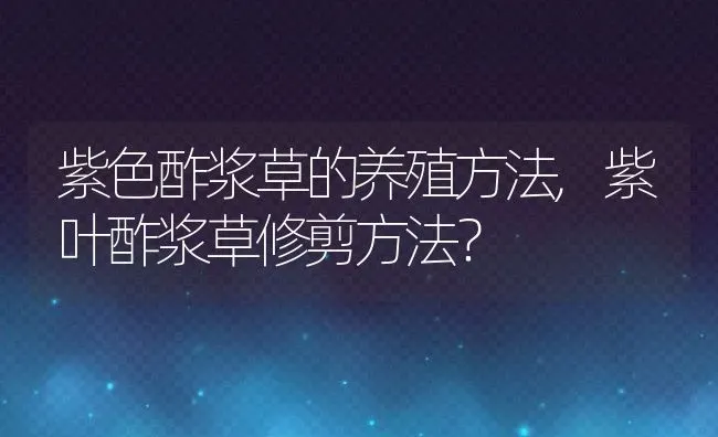 紫色酢浆草的养殖方法,紫叶酢浆草修剪方法？ | 养殖常见问题