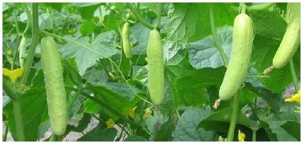 黄瓜开花不结果怎么办 | 农业答疑