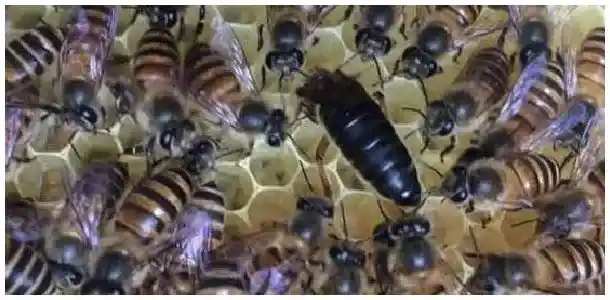 介王成功多久恢复产卵？ | 科普知识