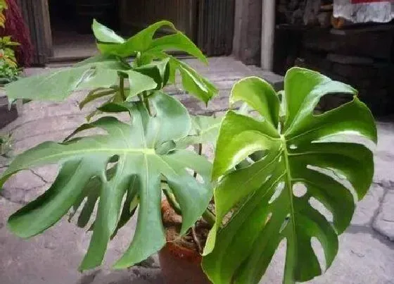 植物常识问题|龟背竹施什么肥新芽新叶总是蹭蹭冒