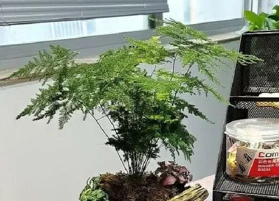 植物常识问题|文竹不够葱郁是什么原因导致的