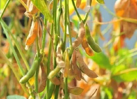 植物常识问题|黄豆的种植方法与时间