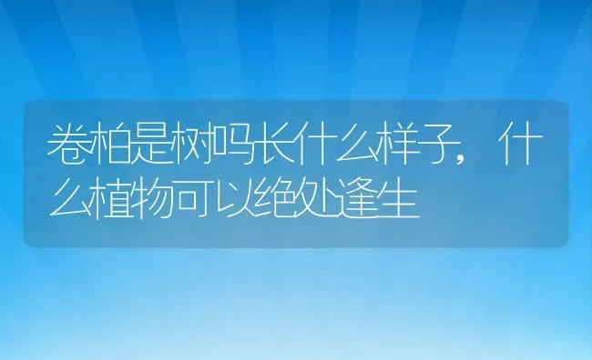 卷柏是树吗长什么样子,什么植物可以绝处逢生 | 养殖常见问题