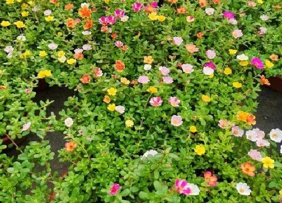 植物常识问题|马齿苋开花了能吃吗 马齿苋什么时候开花