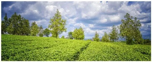 普洱绿茶是什么茶 | 农业问题