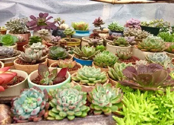 植物常识问题|六月养多肉容易黑腐该怎么办