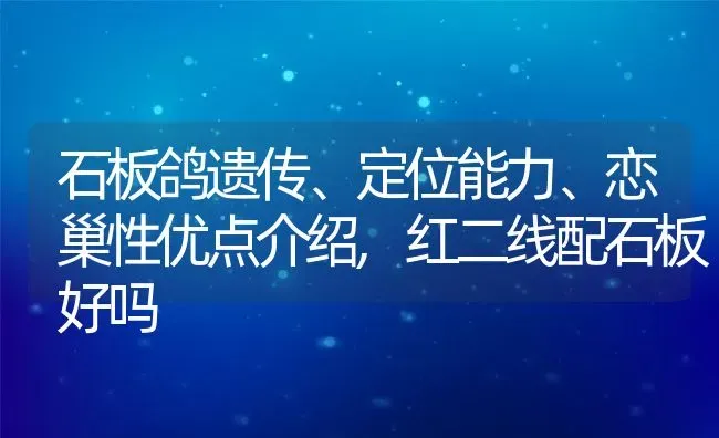 石板鸽遗传、定位能力、恋巢性优点介绍,红二线配石板好吗 | 养殖常见问题