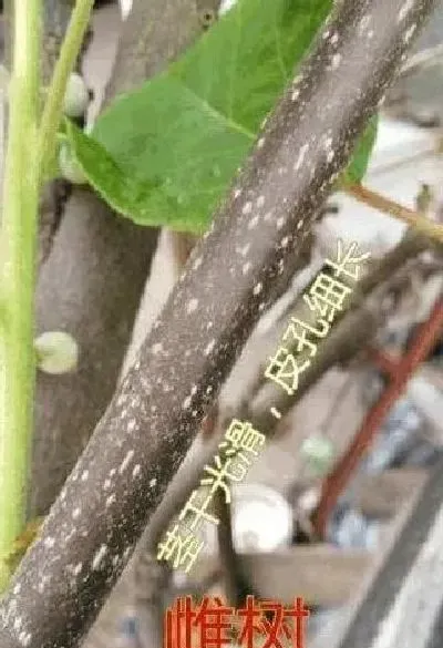植物常识问题|猕猴桃树苗怎么区分公母图片（猕猴桃实生苗公母如何判断）
