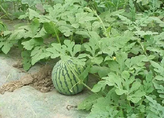 植物常识问题|西瓜苗怎么移栽种植才好（西瓜幼苗移植注意哪些问题）