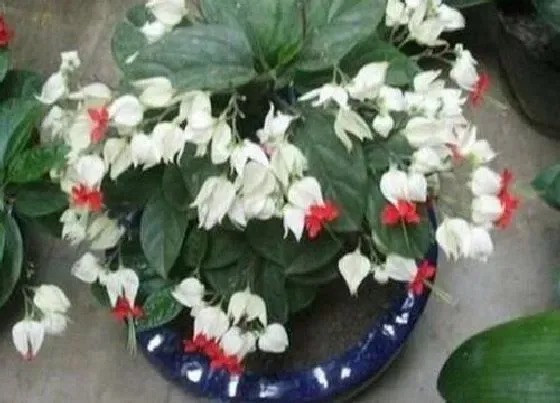 植物常识问题|夏季龙吐珠的养殖方法