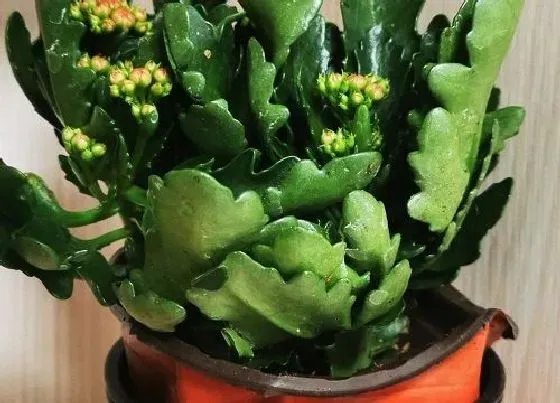 植物常识问题|长寿花怎么正确防治虫害