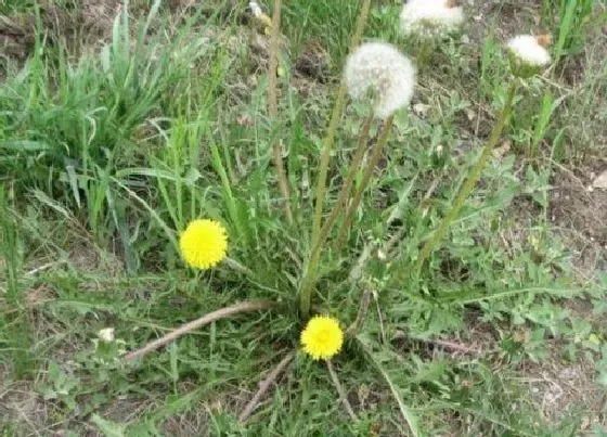 植物常识问题|野菜品种