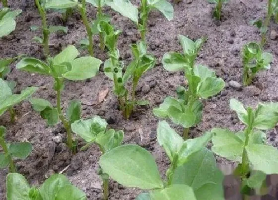 植物常识问题|蚕豆怎么种植管理产量高（蚕豆高产栽培时间及技术）