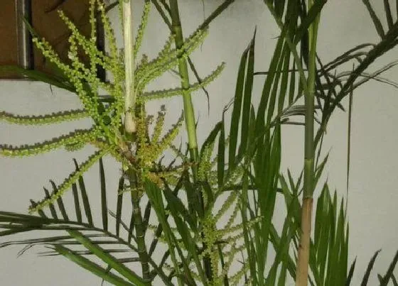 植物常识问题|凤尾竹叶子发黄是什么原因造成的 怎么补救