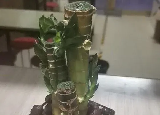 植物常识问题|富贵竹怎么养护越养越旺盛