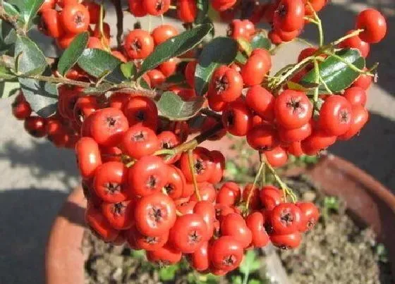 植物常识问题|盆栽吉祥果怎么养