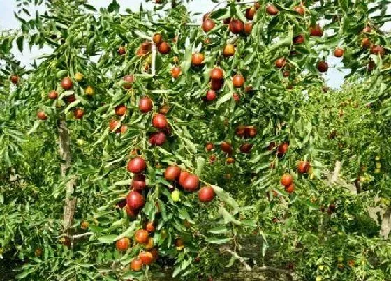 植物常识问题|龙须枣树怎么养殖  养殖方法