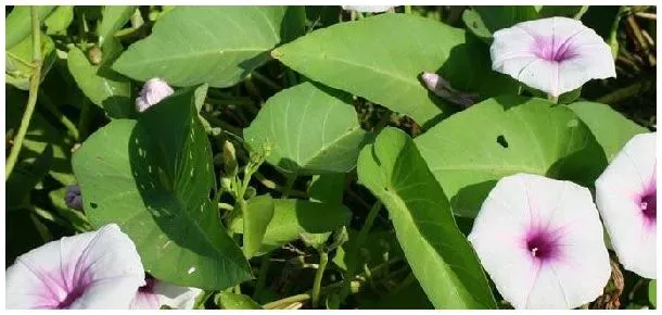 空心菜被除草剂喷着用什么农药解 | 生活常识