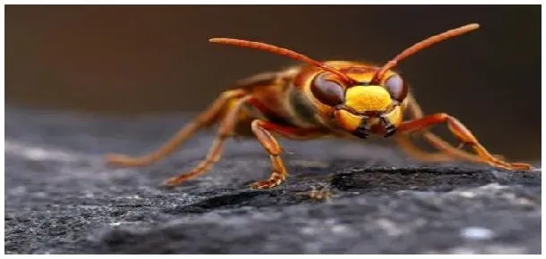 杀人蜂怕什么 | 农业常识