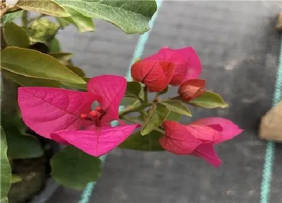 植物常识问题|三角梅在冬季如何帮助分化花芽