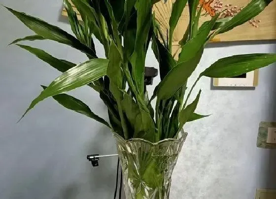 植物常识问题|富贵竹怎么养护越养越旺盛