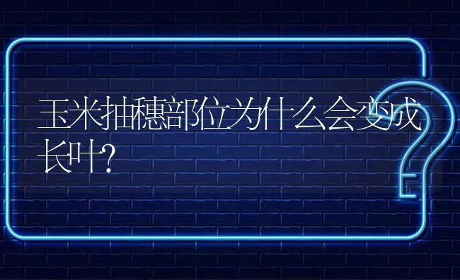 玉米抽穗部位为什么会变成长叶? | 养殖问题解答