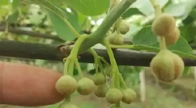 植物常识问题|猕猴桃树苗怎么区分公母图片（猕猴桃实生苗公母如何判断）