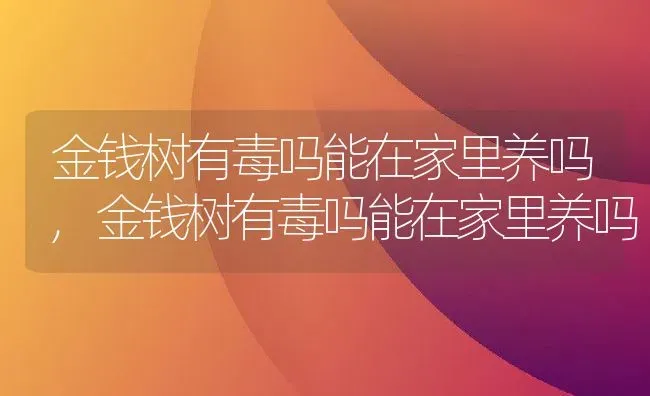 金钱树有毒吗能在家里养吗,金钱树有毒吗能在家里养吗 | 养殖常见问题