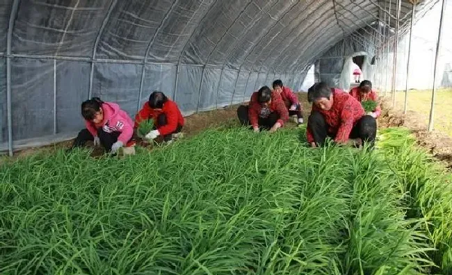 植物常识问题|韭菜栽种后需要注意什么（韭菜的种植方法和注意事项）
