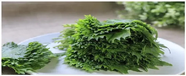 苏子长在哪里 | 生活常识