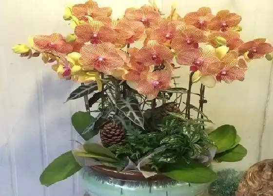 植物常识问题|蝴蝶兰怎么养护抽箭开花