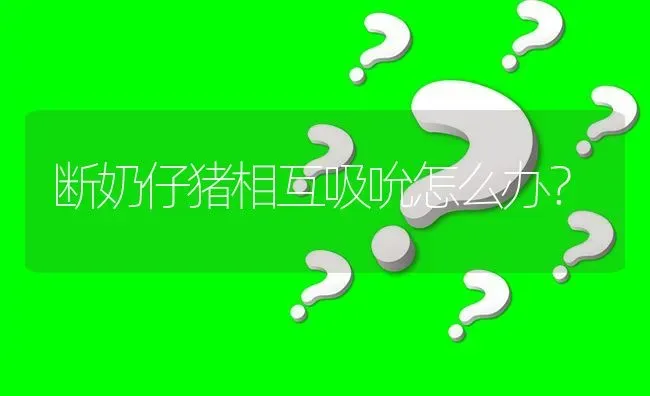 断奶仔猪相互吸吮怎么办? | 养殖问题解答