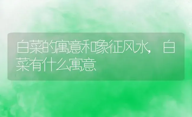 白菜的寓意和象征风水,白菜有什么寓意 | 养殖常见问题