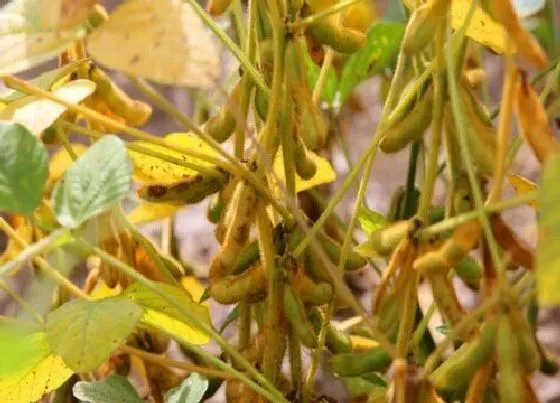 植物常识问题|黄豆的种植方法与时间