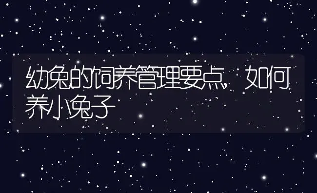 幼兔的饲养管理要点,如何养小兔子 | 养殖常见问题