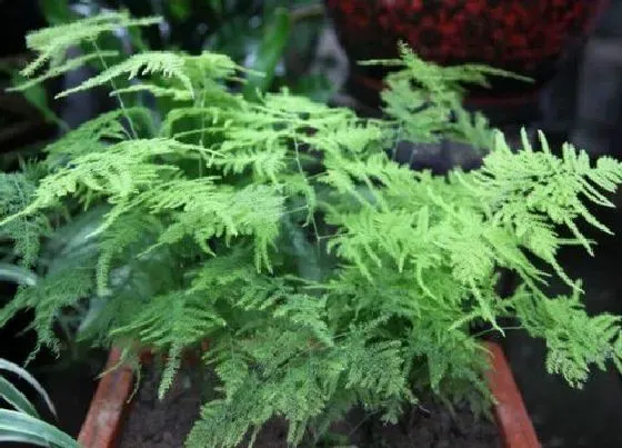 植物常识问题|春季文竹如何正确的打顶