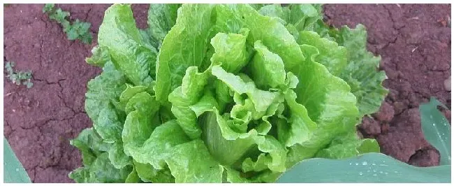农达除草剂打要多久时间才能种菜 | 农业问题