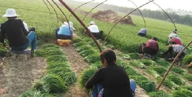 植物常识问题|韭菜栽种后需要注意什么（韭菜的种植方法和注意事项）