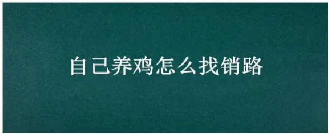 自己养鸡怎么找销路 | 科普知识