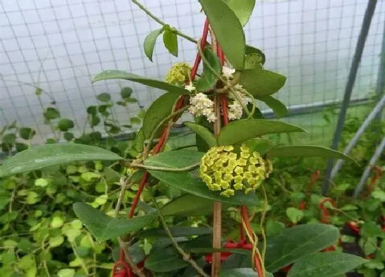 植物常识问题|球兰花怎样才能养开花容易 球兰快速开花的小窍门