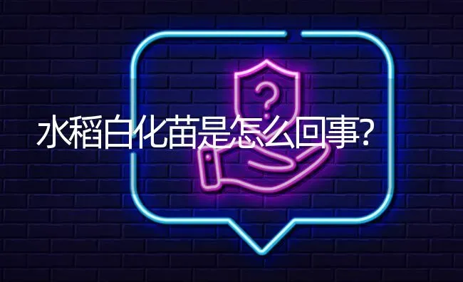 水稻白化苗是怎么回事? | 养殖问题解答