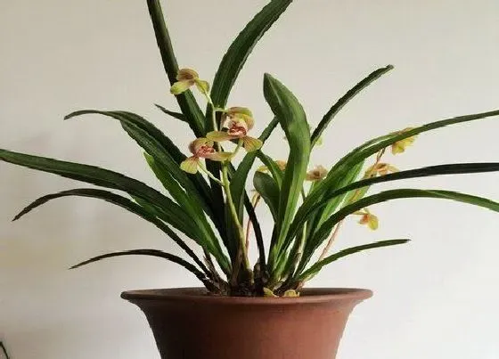 植物常识问题|兰花到底要不要一年更换一次植料