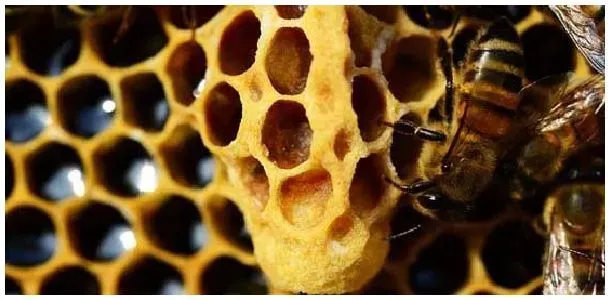 急造王台出的蜂王好吗？ | 农业常识
