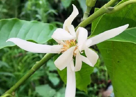 植物常识问题|白兰花怎么养护姿态优雅满屋飘香